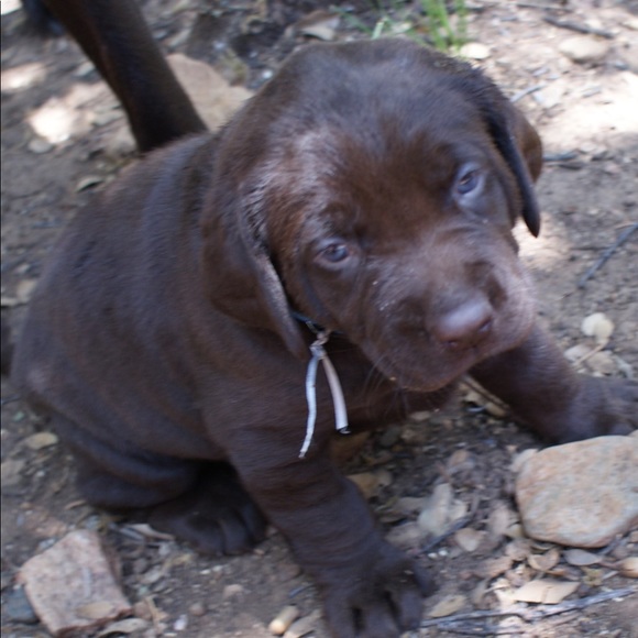 Meet your Posher, Merina - Picture 1 of 1